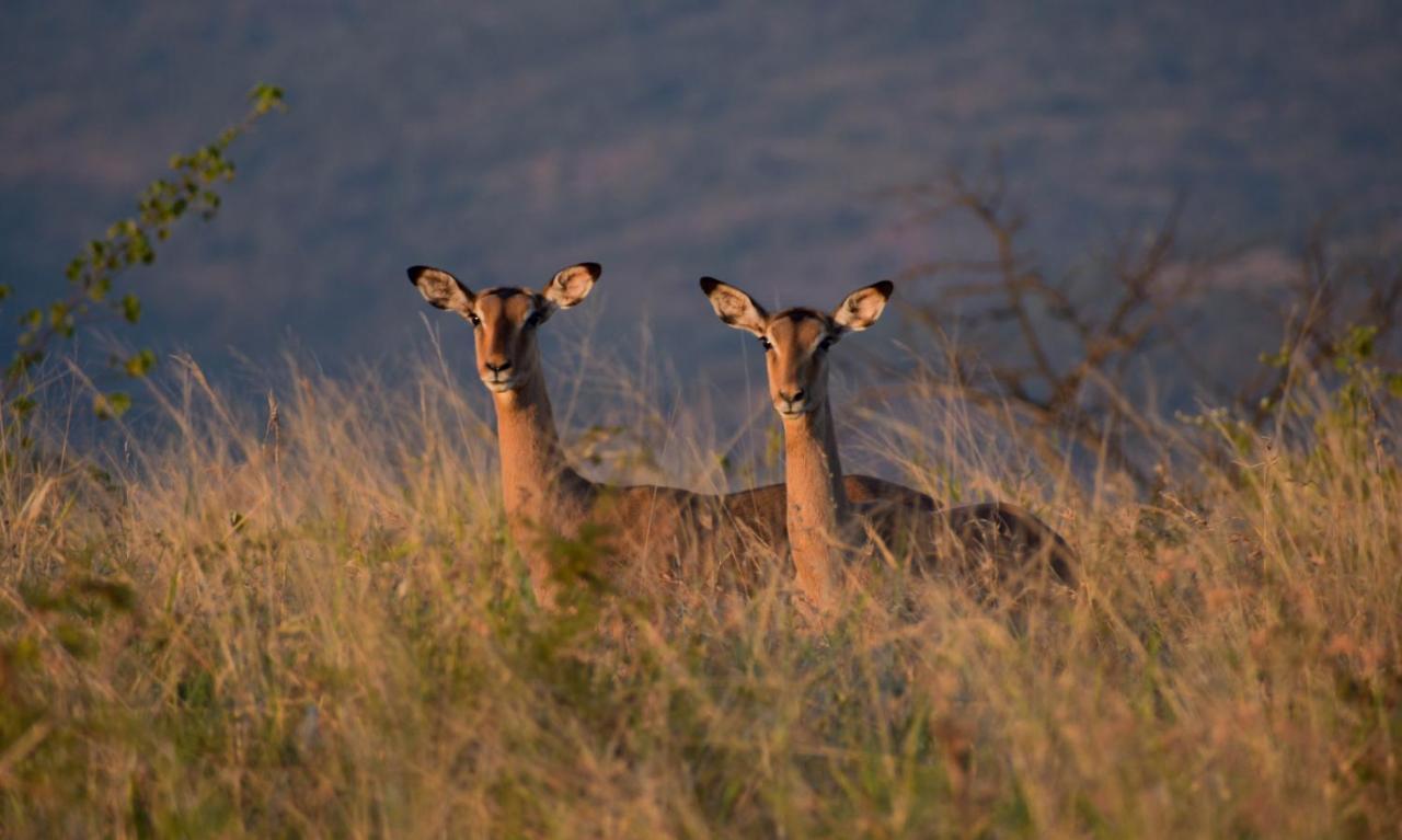 African Spirit Game Lodge Mkuze Exteriér fotografie
