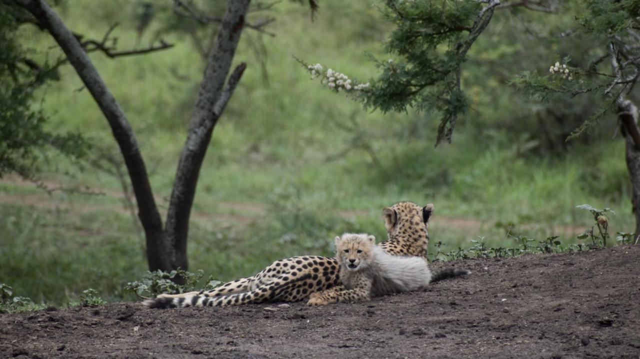African Spirit Game Lodge Mkuze Exteriér fotografie
